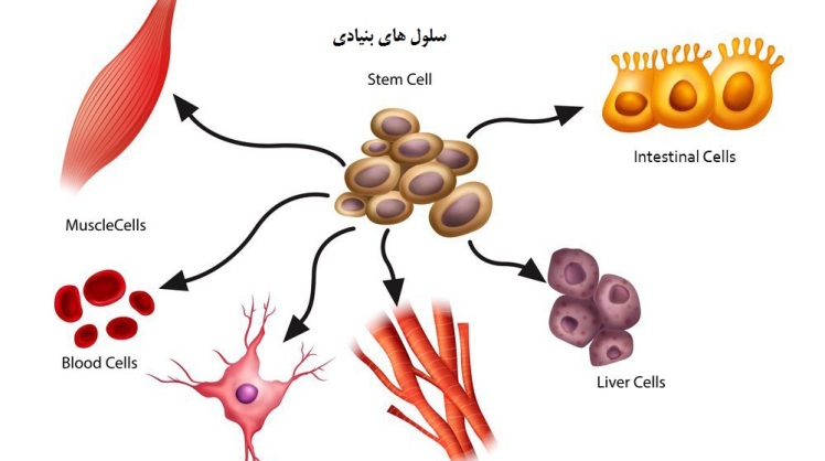سلول هاي بنيادي: يك قدم نزديك تر به درمان قطعي